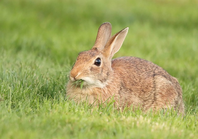 Het Eclips van Talen